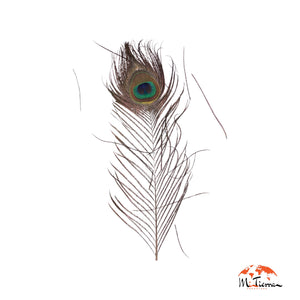 Plumas de Pavoreal 10 unidades