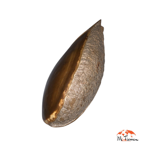 Semilla de mamey