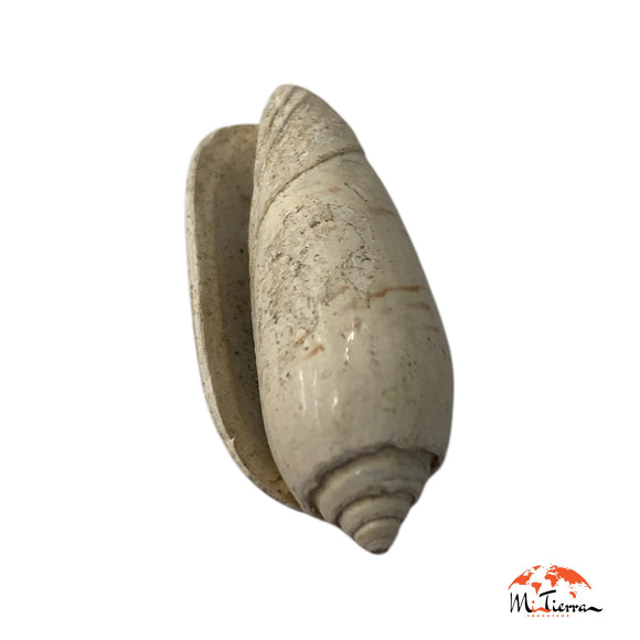 Caracol igbo